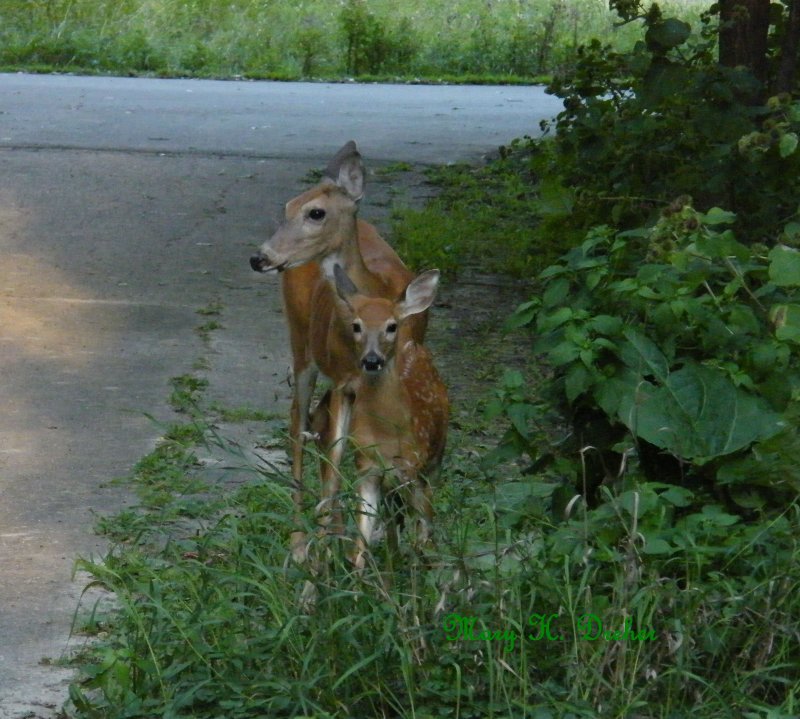 Floidee with her 3 month old fawn