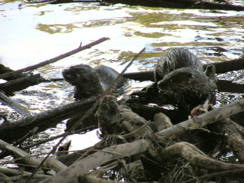 River Otters catching fish