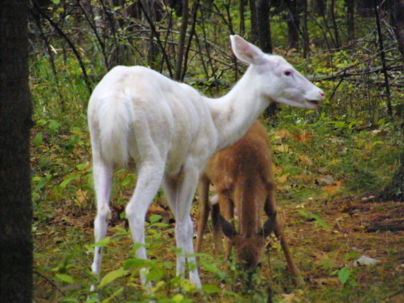 Young doe with single fawn