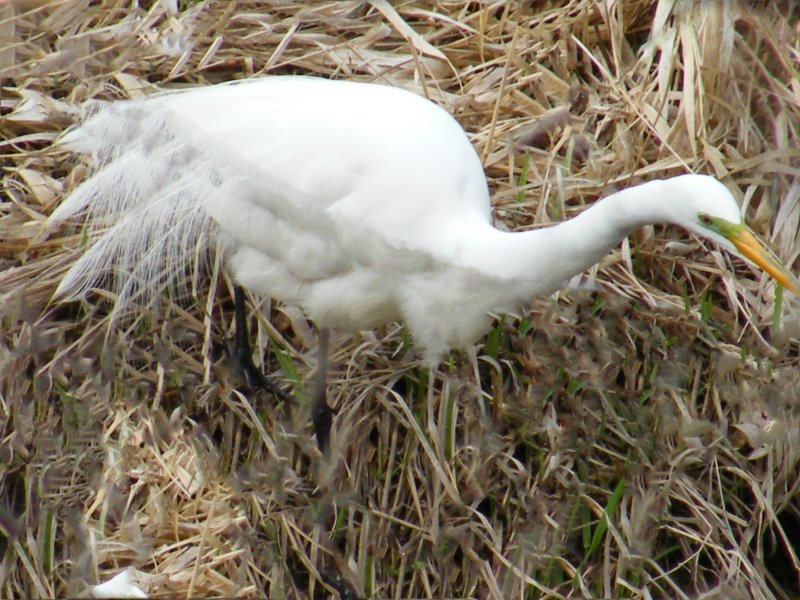 Hunting the shore