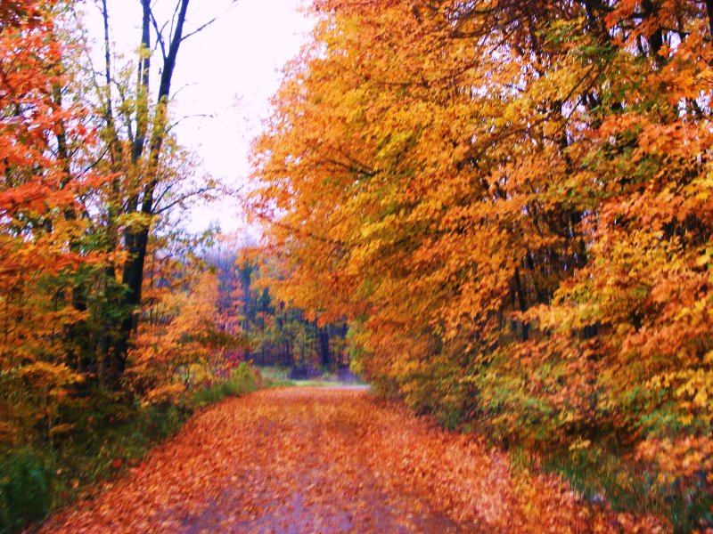 Fall Colors