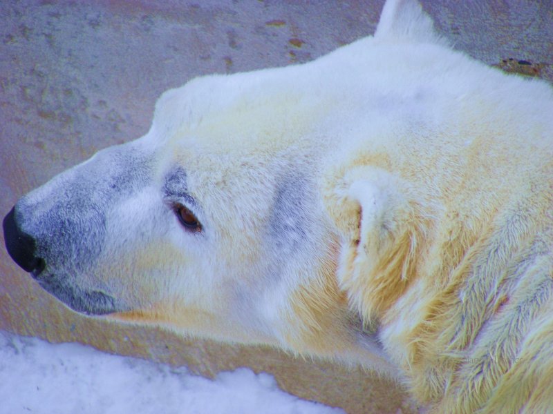 Polar Bear