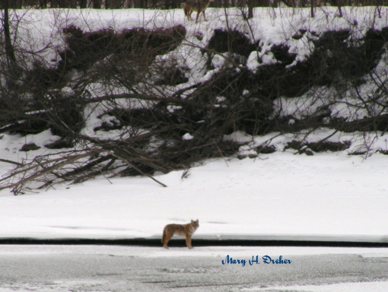 On the way to the park this morning we spotted this coyote lurking by the river.