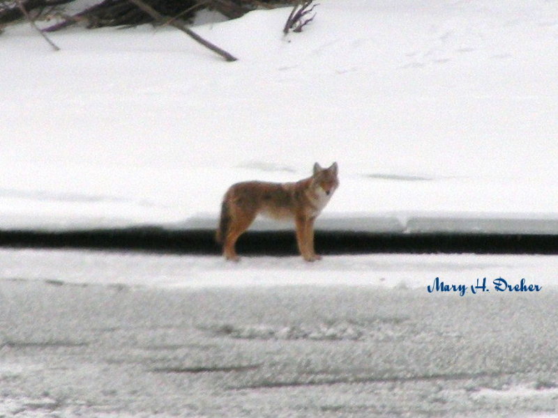 He stopped long enough to look our way then continued on.