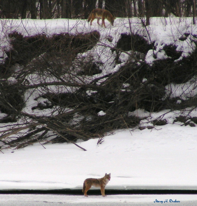 They were definitely hunting.