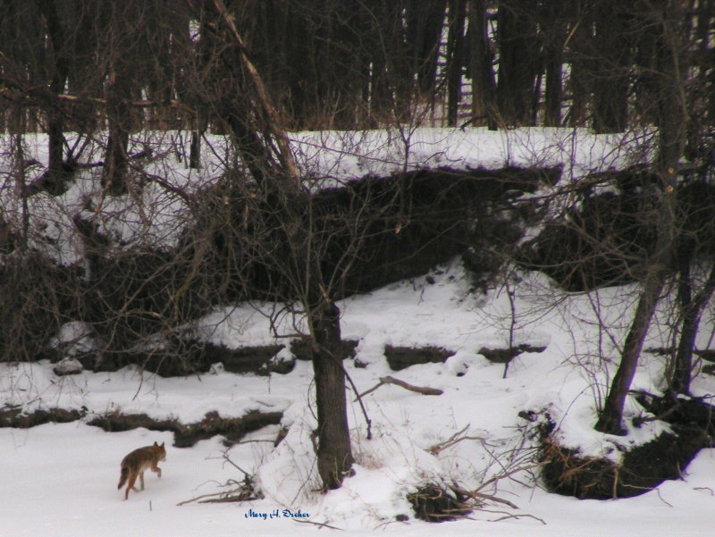 Heading for the woods.