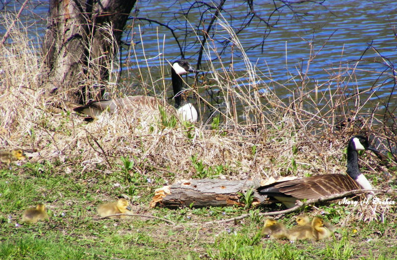 Goose Family