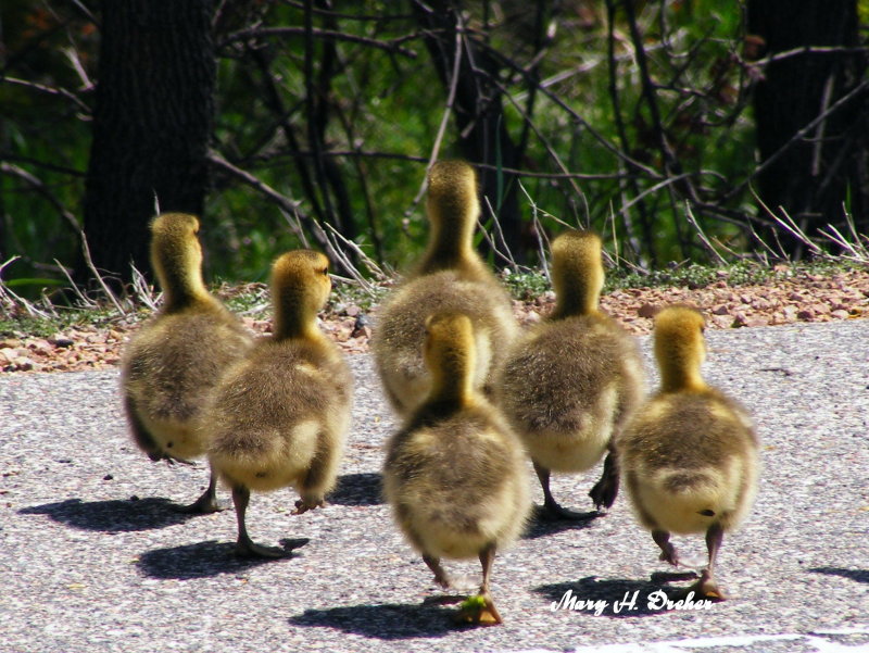 Baby Goose Crossing