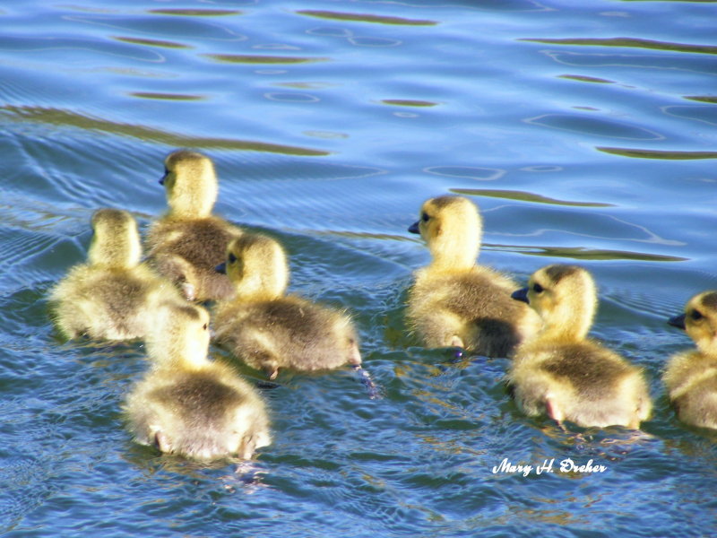 Water Crossing