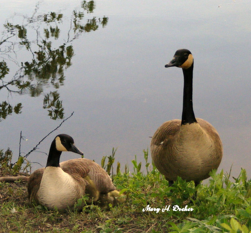 The Goose Family