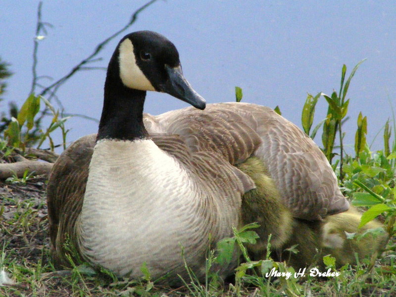 Goose with six underwing