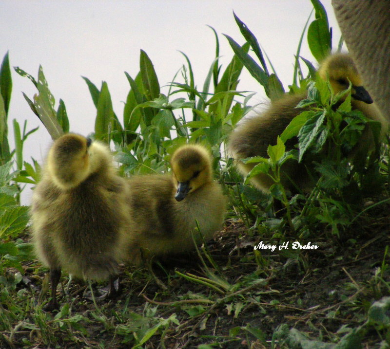 2008_0522geese0148.JPG