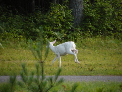 g1/18/816718/3/117031890.M7RhFIcH.jpg