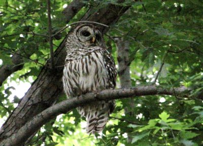 Barred Owl watching the young ones.