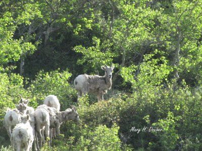 Bighorn Ewes