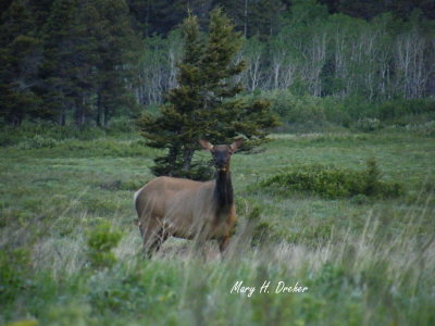 Cow Elk at 2 Dog Flats