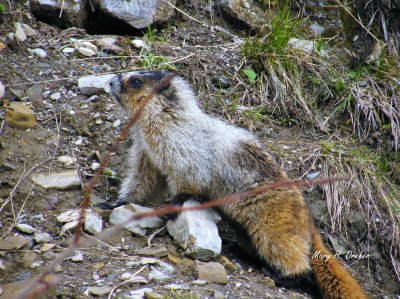 Yellow-bellied Marmot