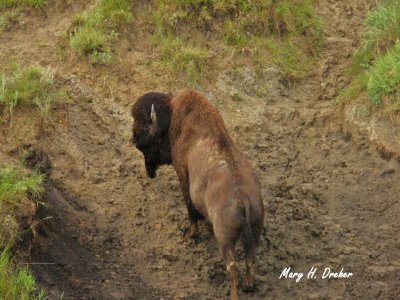 Bull in Mud Pit