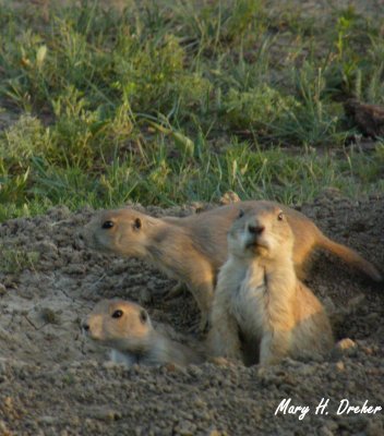 Prairie Dog Family 1
