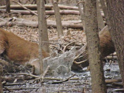 8:34 Antlers locked, the fight moved into deeper water