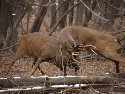 8:31 The grunting and clashing of antlers was very audible