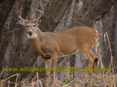 Prince, the challanger was observed,on the island, after the fight with a doe  the next morning