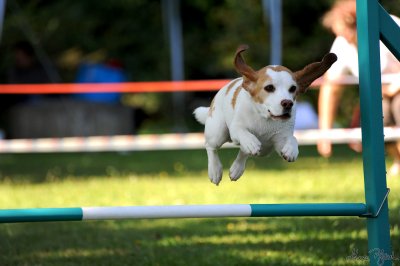 Agility Grenchen