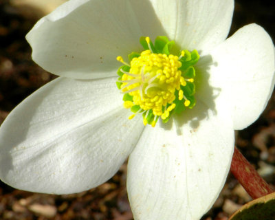 A Christmas Rose