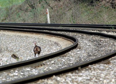 A different railfan