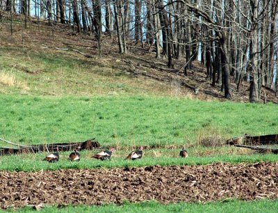 Turkeys