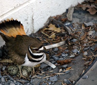 Momma and her nest