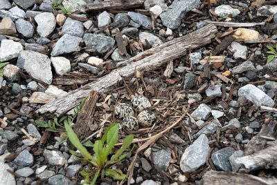 Bird eggs