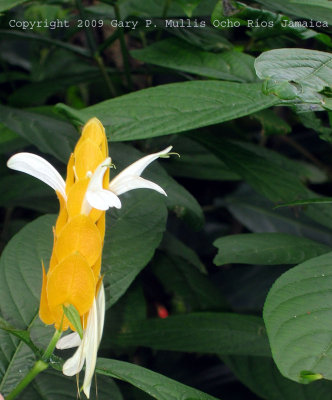 Close up of flower