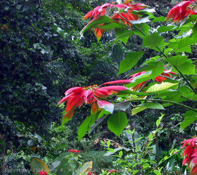 More flowers