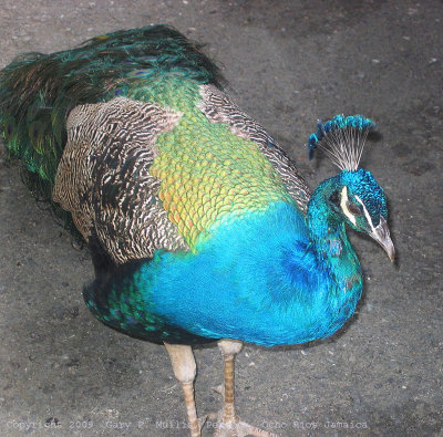 Peacock at Ocho Rios
