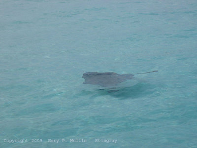 Stingray