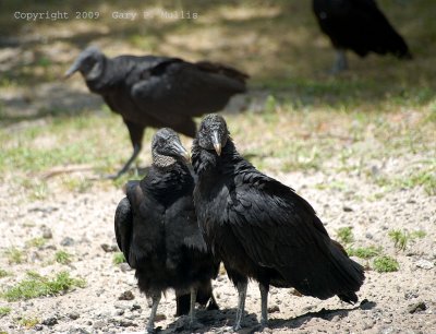 Vultures.jpg