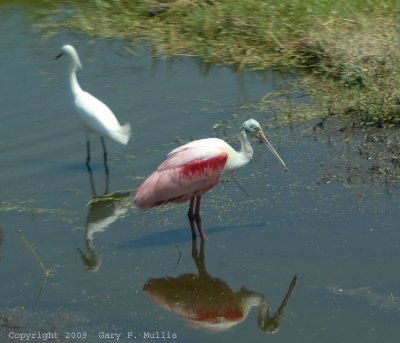 Two birds enjoying the water.jpg
