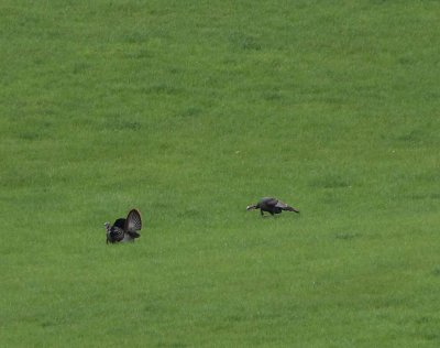Two Turkeys