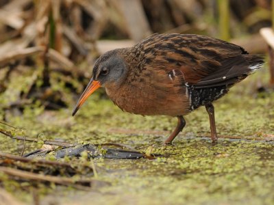 rale_de_virginie__virginia_rail