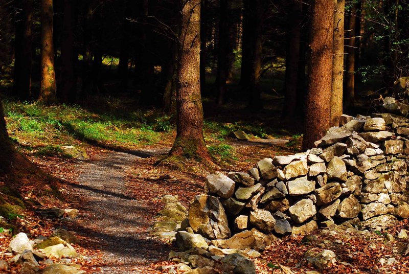 Portumna Forest Park