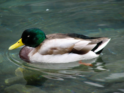 Duck(Morskie Oko)