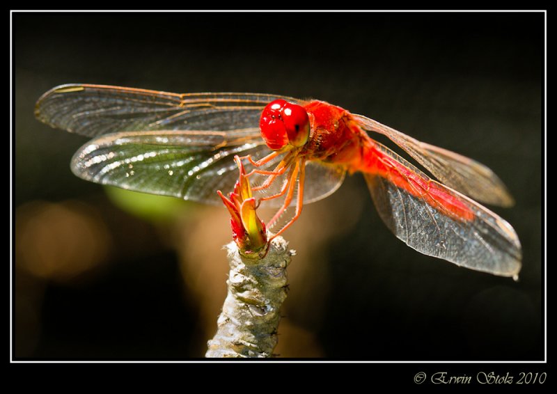 Dragonflies