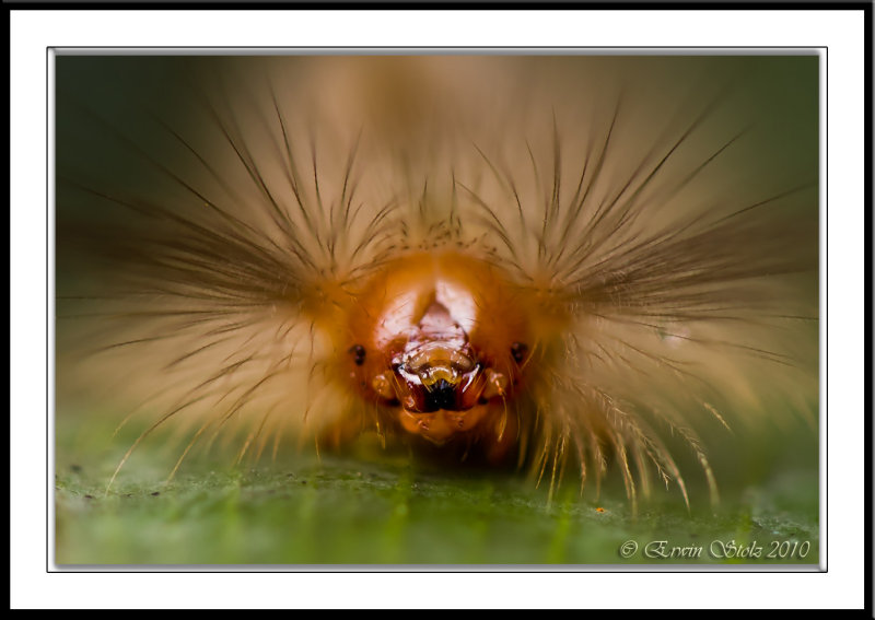 Caterpillars