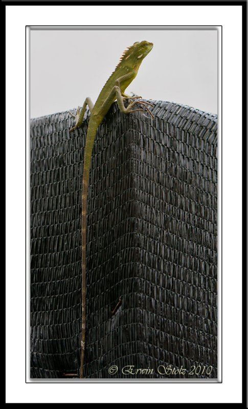 Reptiles & Amphibians
