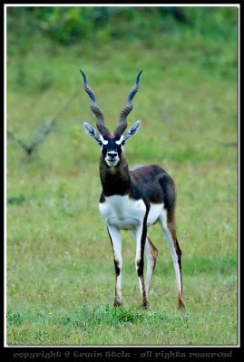 Central India - Akola District