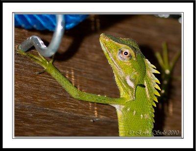 Green Crested Lizard (Bronchocela cristatella)