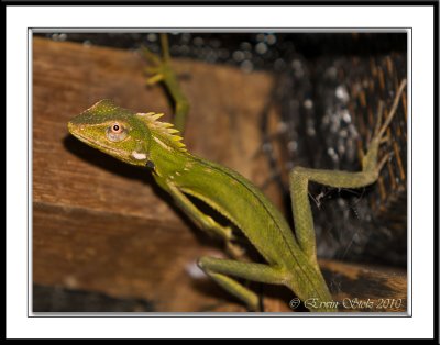 Green Crested Lizard (Bronchocela cristatella)