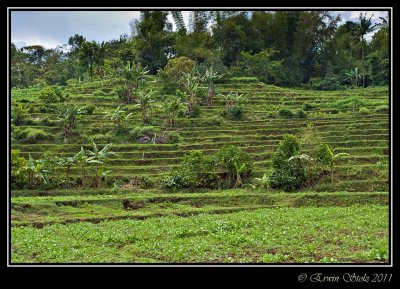 Podang, Kediri_12.09.2010
