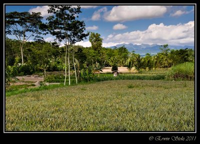 Ngancar_12.10.2010